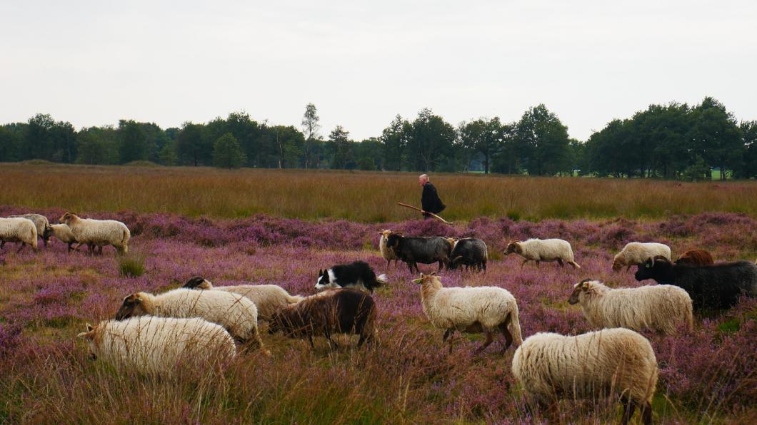 Schapen op de hei