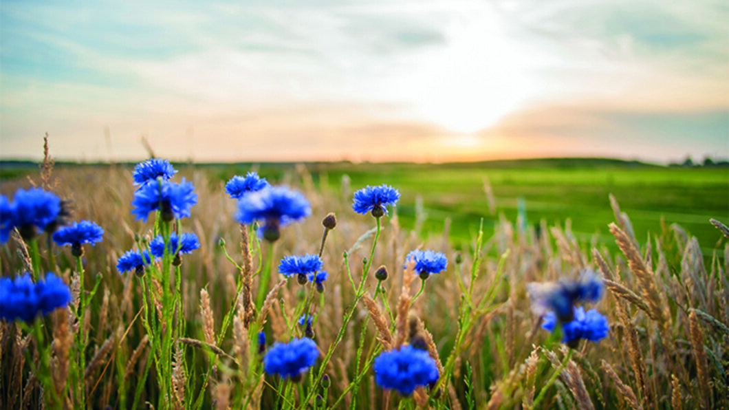 bloemen in de wei