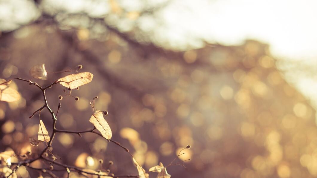 herfstblaadjes